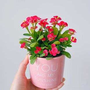 五彩虎刺梅粉色铁海棠盆栽室内水培花卉好养植物客厅耐热耐旱绿植