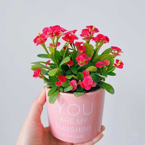 五彩虎刺梅粉色铁海棠盆栽