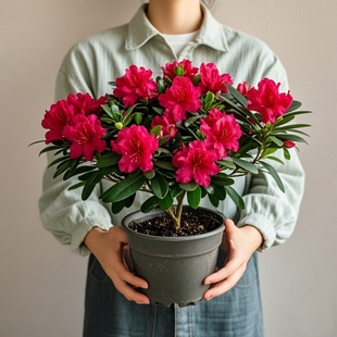 杜鹃花盆栽小苗花盆花大盆景花种树苗小桃红映山红多季开花耐寒