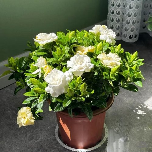 栀子花盆栽带花苞树苗绿植