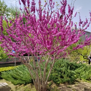 高杆紫荆花树苗庭院耐寒地栽绿化苗木丛生紫荆大型风景树当年开花