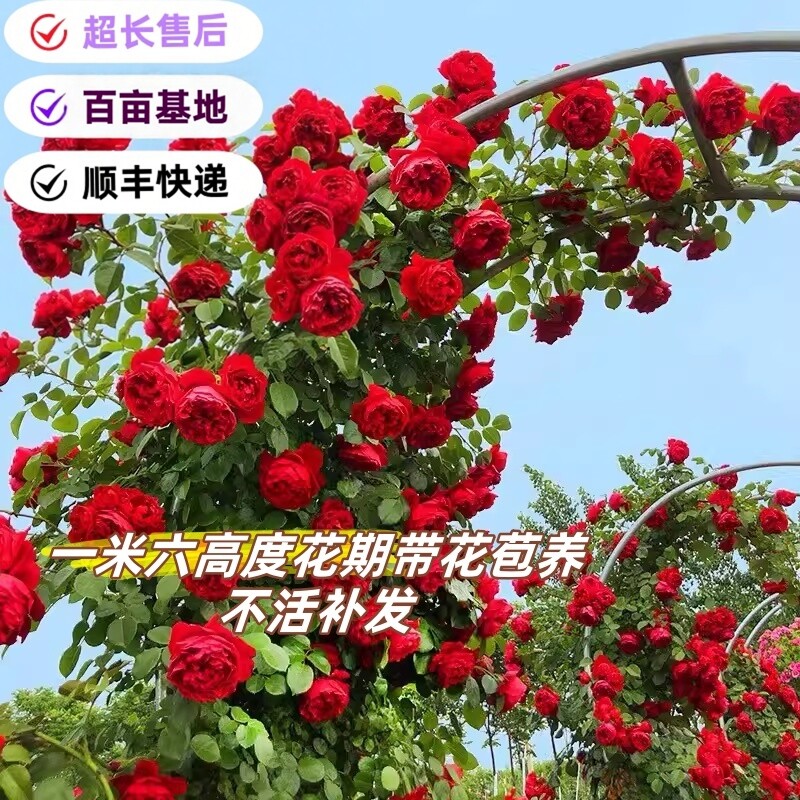 爬藤月季大苗大花玫瑰多季开蔷薇花大花浓香阳台庭院爬藤植物盆栽