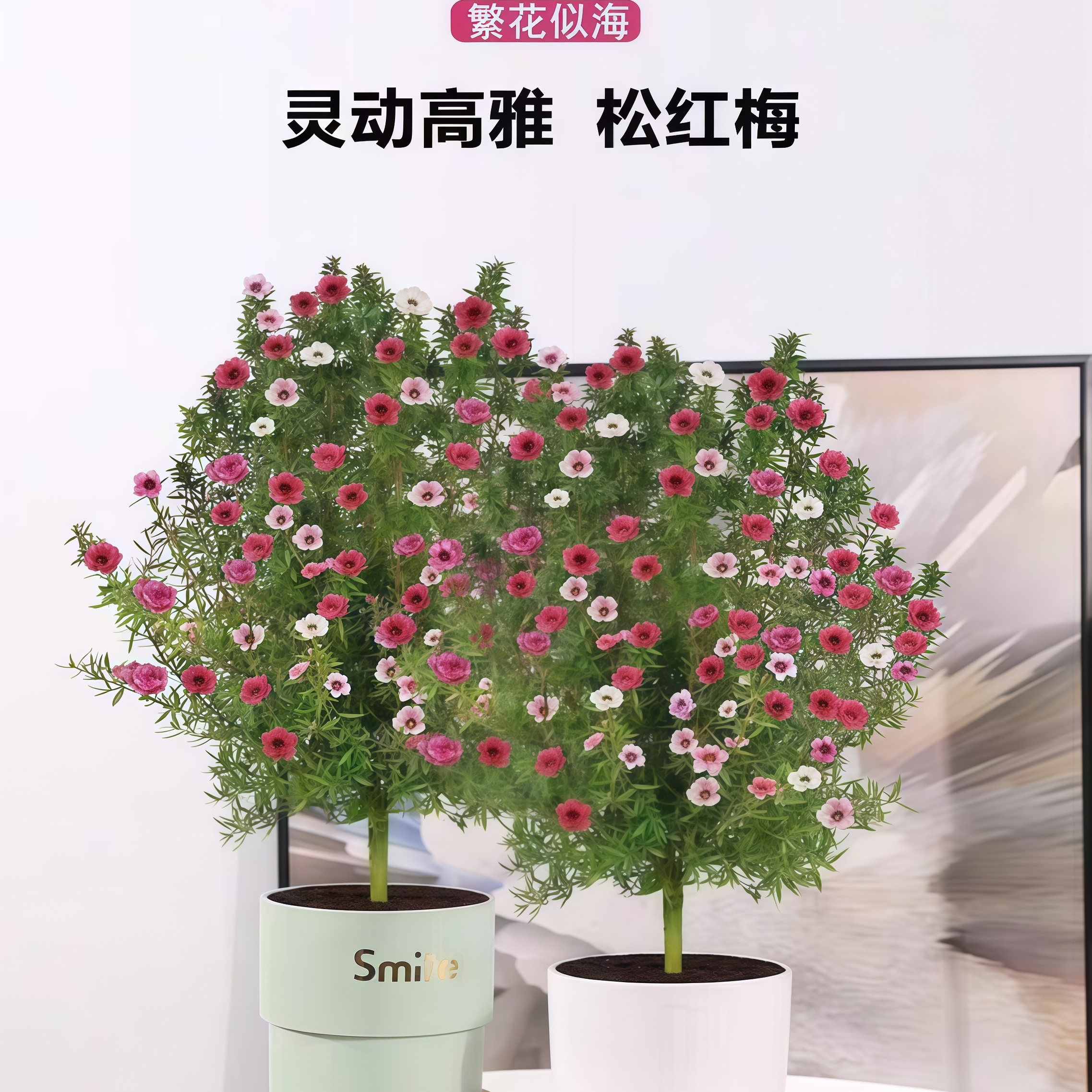 松红梅盆栽带花苞小苗重瓣老桩图片