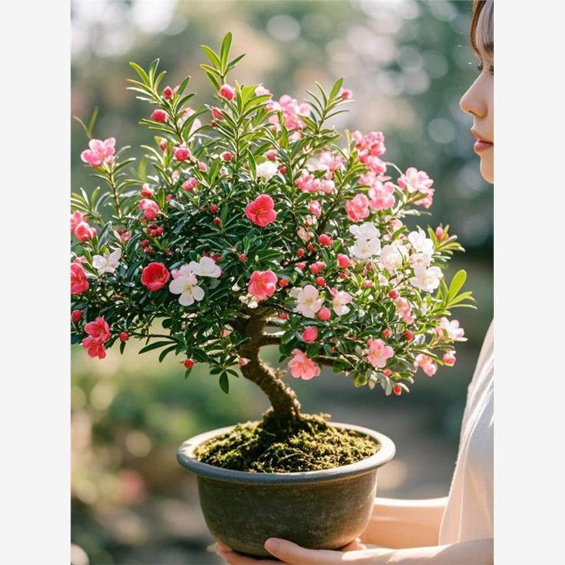 松红梅盆栽带花苞小苗重瓣老桩图片