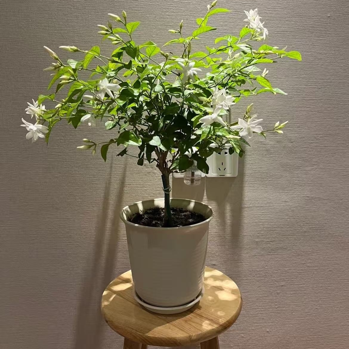 笔尖茉莉花盆栽独杆单瓣浓香