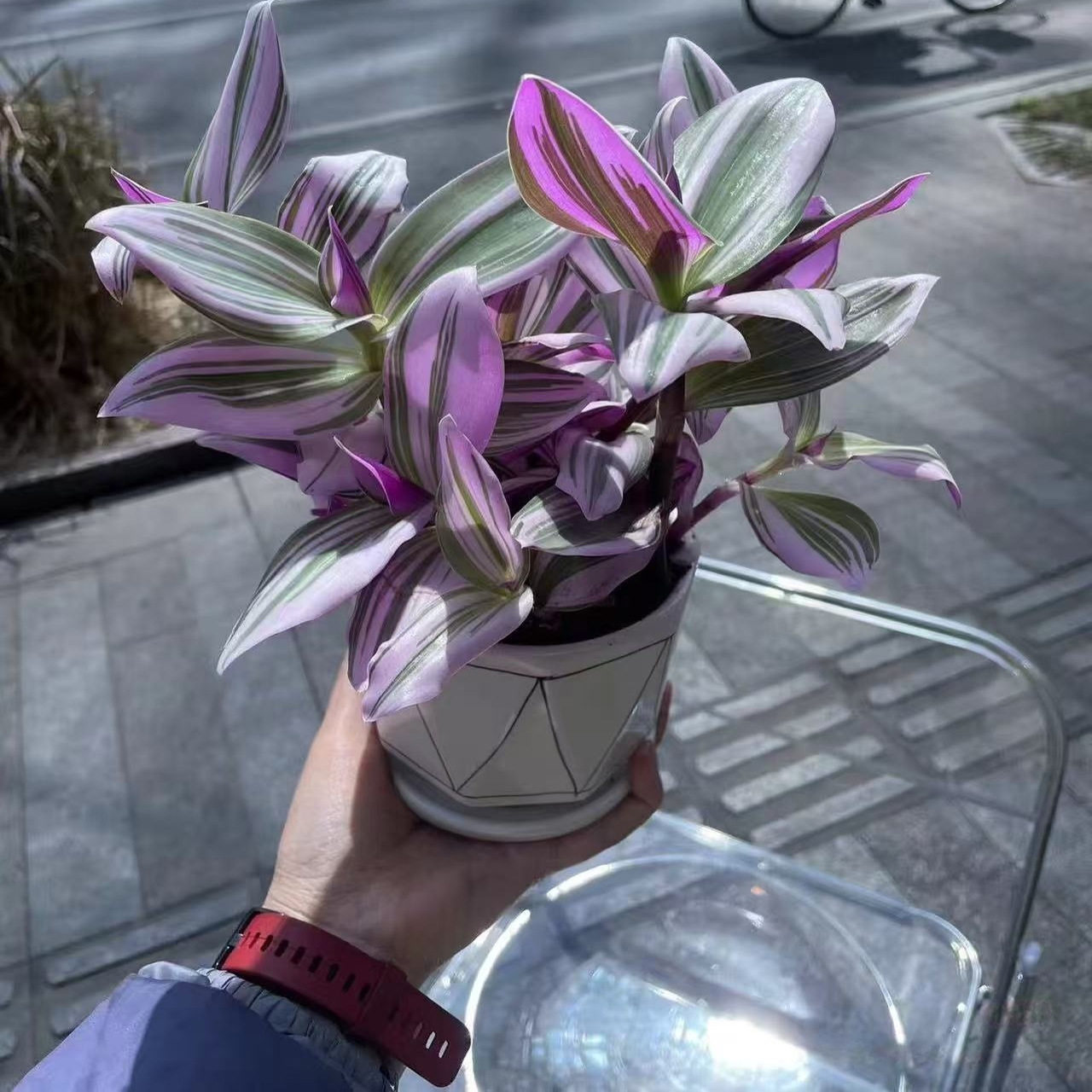 油画婚礼吊兰盆栽老桩大号桌面水培养小苗垂吊彩色多肉锦植物花卉,鲜花速递/花卉仿真/绿植园艺,绿植,淘宝优惠券,粉丝福利购,淘宝优惠卷