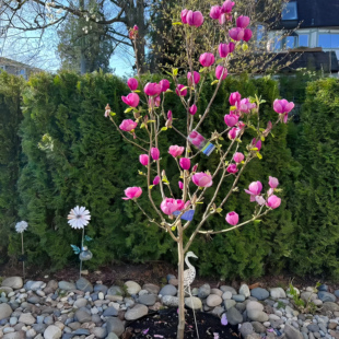 玉兰花树苗带花苞紫玉兰矮化盆栽南北方种植庭院四季花卉耐寒植物