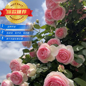 爬藤月季 蔷薇花苗阳台庭院爬墙植物玫瑰地栽攀援花盆栽四季 花浓香