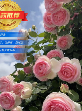 爬藤月季蔷薇花苗阳台庭院爬墙植物玫瑰地栽攀援花盆栽四季花浓香