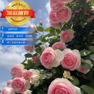 爬藤月季蔷薇花浓香阳台庭院爬墙