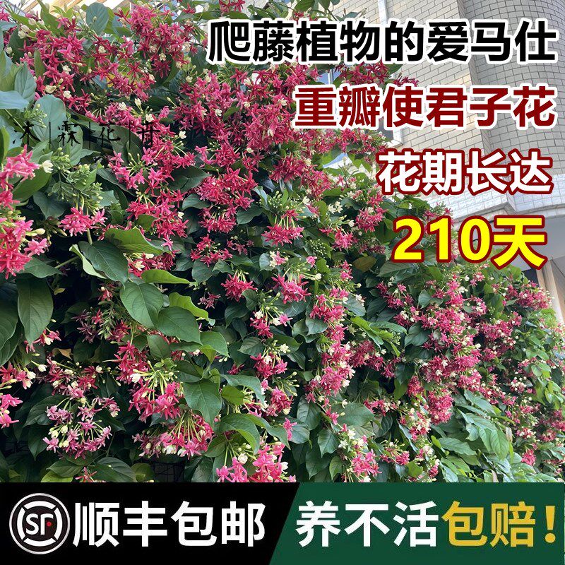 多彩重瓣使君子老桩爬藤植物花期长单瓣大苗带花苞盆栽Z耐寒热耐