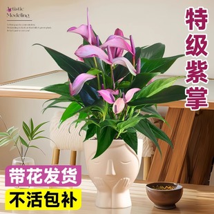 香妃齐祖紫掌盆栽带花白掌一帆风顺水培植物小叶红掌室内花卉