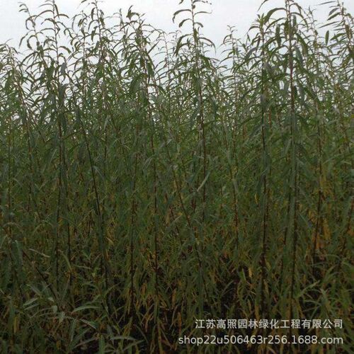 白色系落叶性彩叶杞柳 护坡绿化地被迷人杞柳 丛生形花叶杞柳树苗