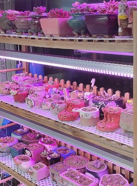 weg贵翔生长灯全光谱仿太阳多肉补光上色防徒家用大功率灯管