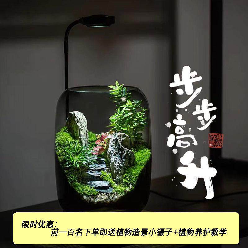盆景创意生态缸办公室桌面摆件生态瓶步步高升绿植苔藓微景观造景