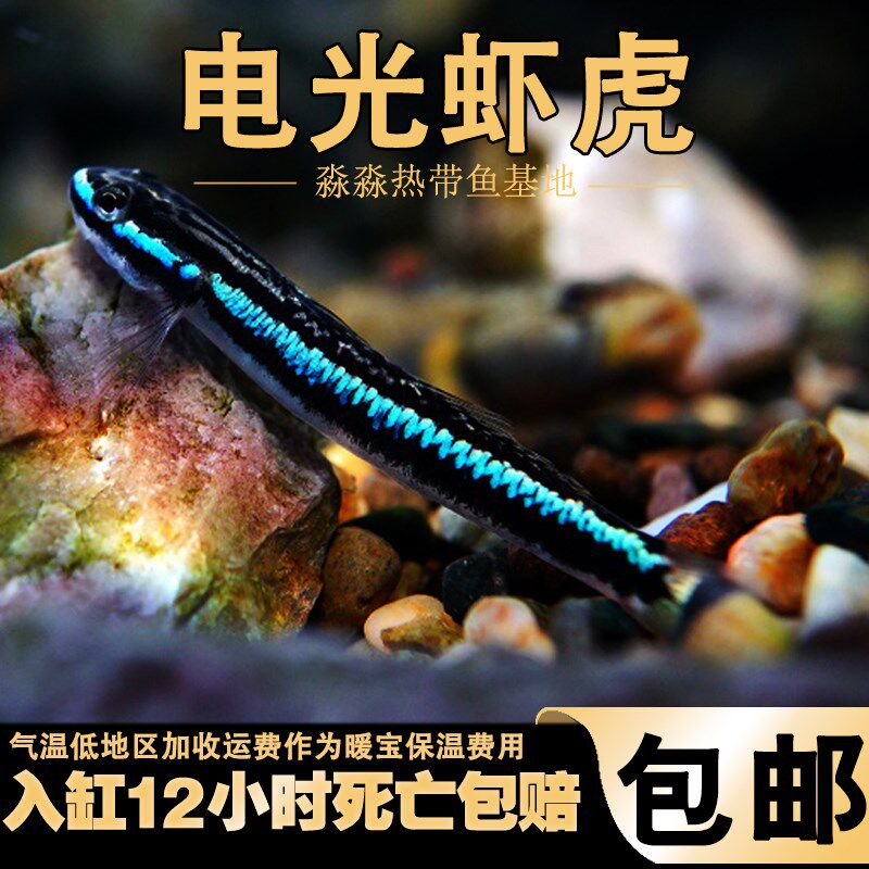 蓝面虾虎鱼e 蓝脸侠电光枝桠鰕虎紫身黄瓜闪蓝枝牙原生冷水鱼