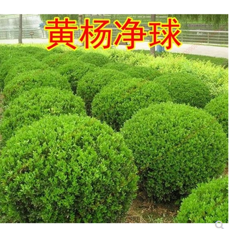 黄杨苗树苗黄杨球小叶黄杨瓜子黄杨小苗四季常青耐阴常绿庭院绿篱