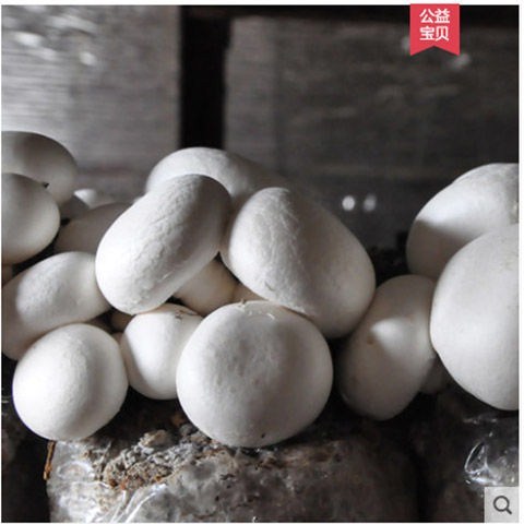 双孢菇蘑菇种植食用菌菇盆栽平菇金针菇香菇儿童家养室内自种菌包