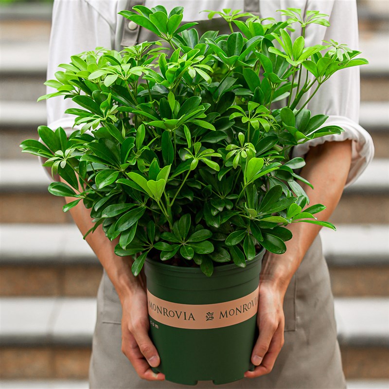 八方来财鸭脚木四季常青室内阳台水培绿植盆栽花卉发财树苗七叶莲