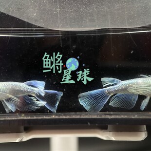 观背青鳉桌面观赏鱼造景迷你锦鲤粤鳉天使之翼真长鳍可侧观冷水鱼