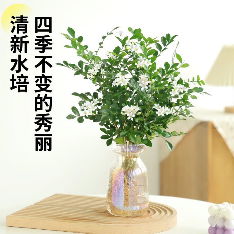 九里香盆栽四季开花驱蚊花瓶水培植物花卉室内花好养活办公室绿植