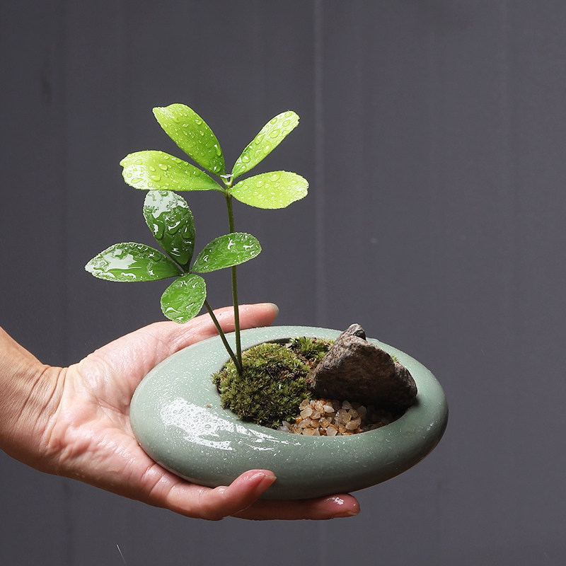 墨西哥铁绿植室内盆栽四季常青盆景办公桌面客厅小盆栽禅意植物