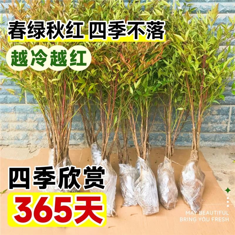 南天竹盆栽树苗真绿植南天竺室内客厅老桩盆景院观叶大型土培带根