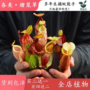 猪笼草食虫植物食虫草驱蚊草捕蚊草室内喜阴绿植花卉盆栽买二送一
