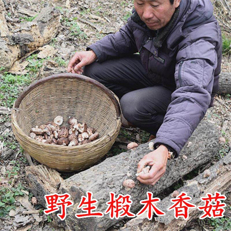 速发正宗神农架土特产椴木