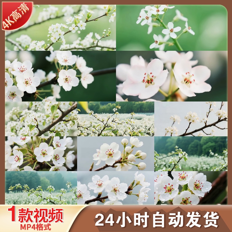 高清春日花田梨花盛开白色清新唯美浪漫树枝特写户外田野视频素材