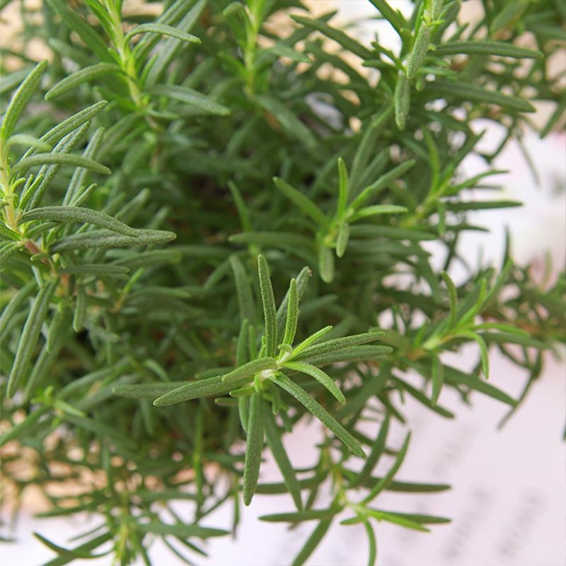 Lavender potted plant true fAlower big seedling bract fresh