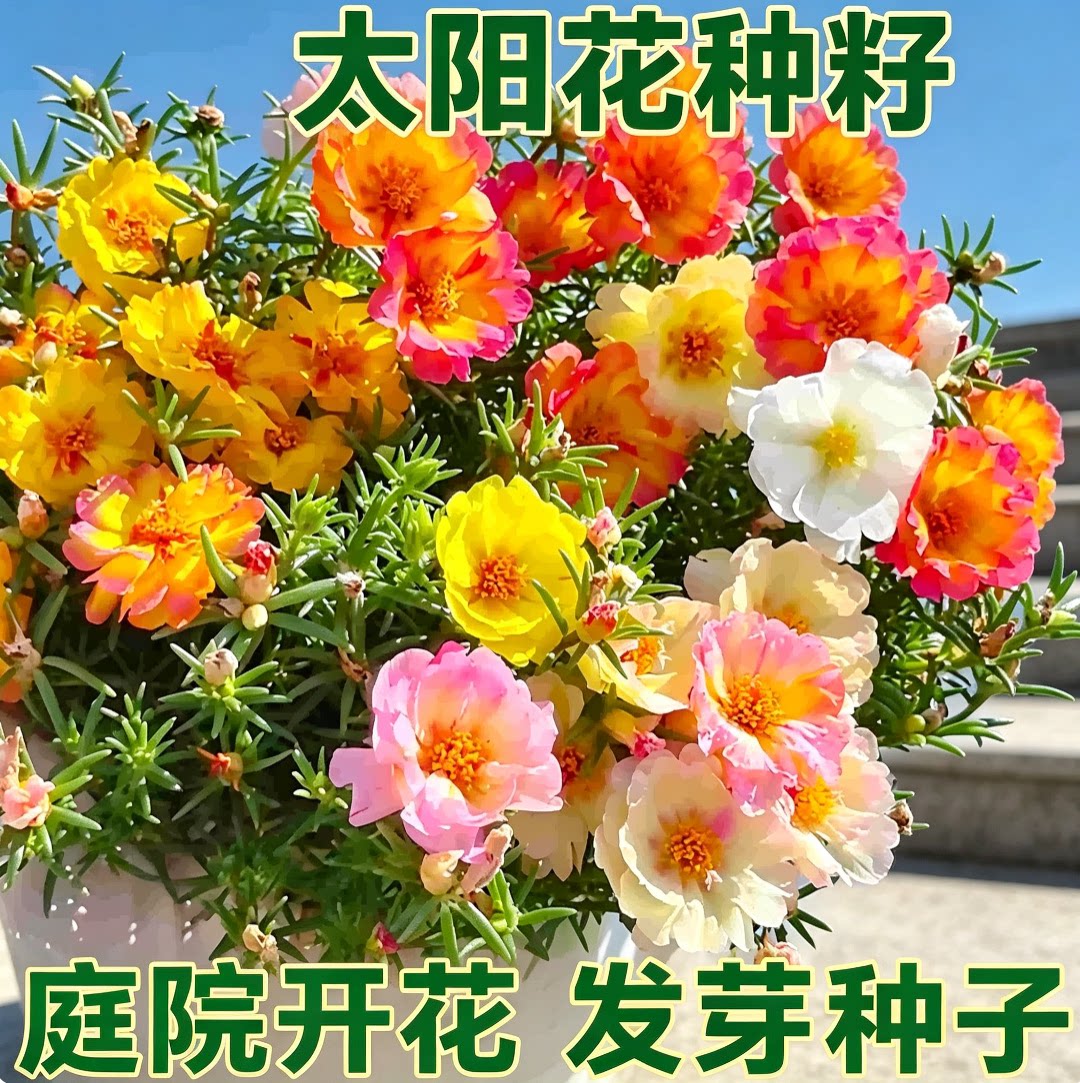 四季播种重瓣多年生太阳花种子四季开花太阳花苗庭院种植花卉种孑