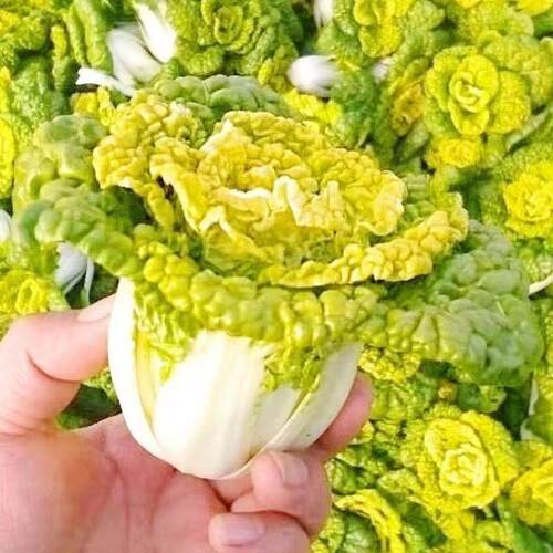 奶油黄心乌塌菜黄玫瑰雪里金花四季耐寒黄心菜菊花心菜秋冬季蔬菜