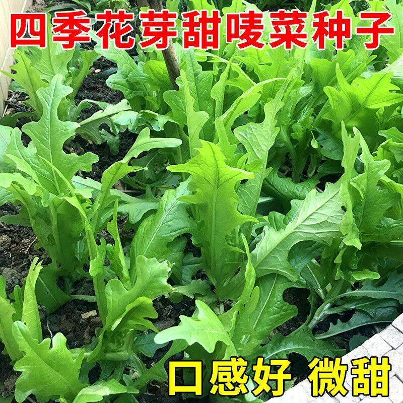 花芽甜麦菜种子油麦菜苦麦菜农家高产耐热春天四季蔬菜优质种籽