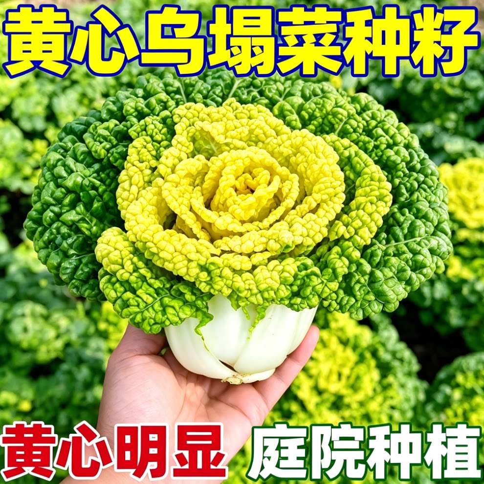 奶油黄心乌塌菜黄玫瑰雪里金花四季耐寒黄心菜菊花心菜秋冬季蔬菜