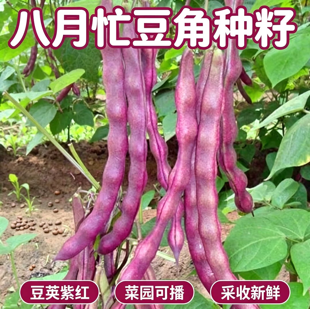 八月忙冻豆角种籽无筋紫皮四季豆角夏季耐高温油豆角豇豆图片