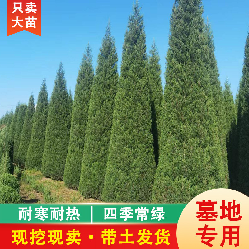 【包活一年】塔柏树苗带土松柏苗