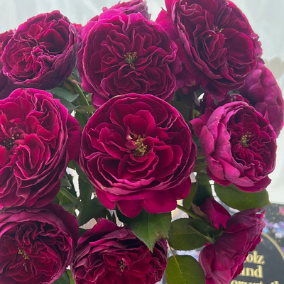 宫廷月季花大苗盆栽暗黑色系花香