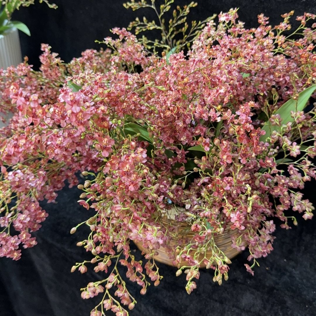 满堂红梦香兰盆栽室内养殖高档