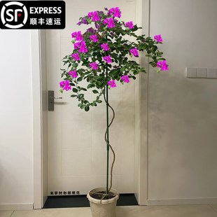 爬藤三角梅大苗高飘原生云南紫高杆飘枝老桩室内盆栽庭院勤花耐热