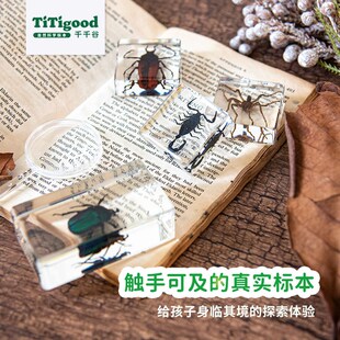 千千谷自然魔块昆虫标树脂真实动物洋螃蟹真虫子儿童科普