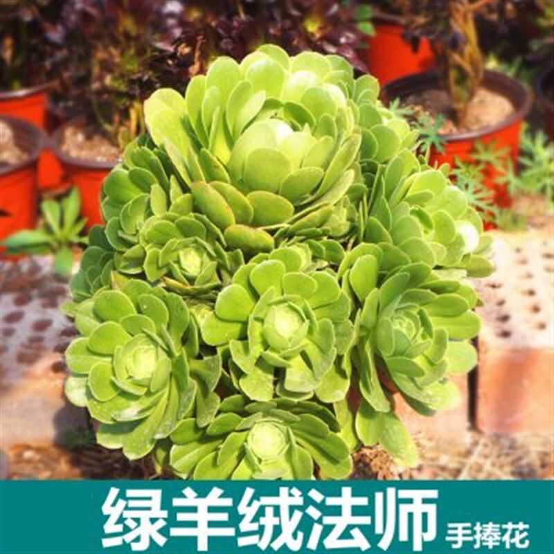 绿羊绒法师多肉手捧多肉基地直发多老桩室内阳台绿植大颗