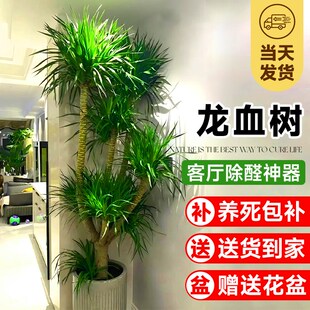 龙血树客厅旺宅绿植物室内盆栽好养真花大型多头龙须树盆景落地式