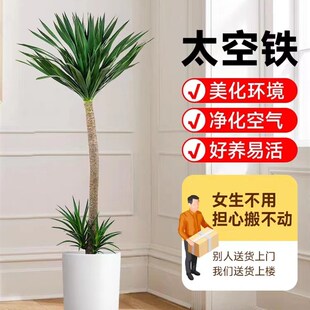 太空铁龙b血树室内室外网红大型绿植盆栽客厅阳台办公室美观吸甲