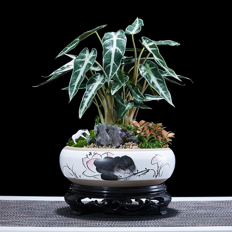 小仙女竹芋盆景室内桌面黑叶观音莲非洲面L具绿植物网红大仙女盆