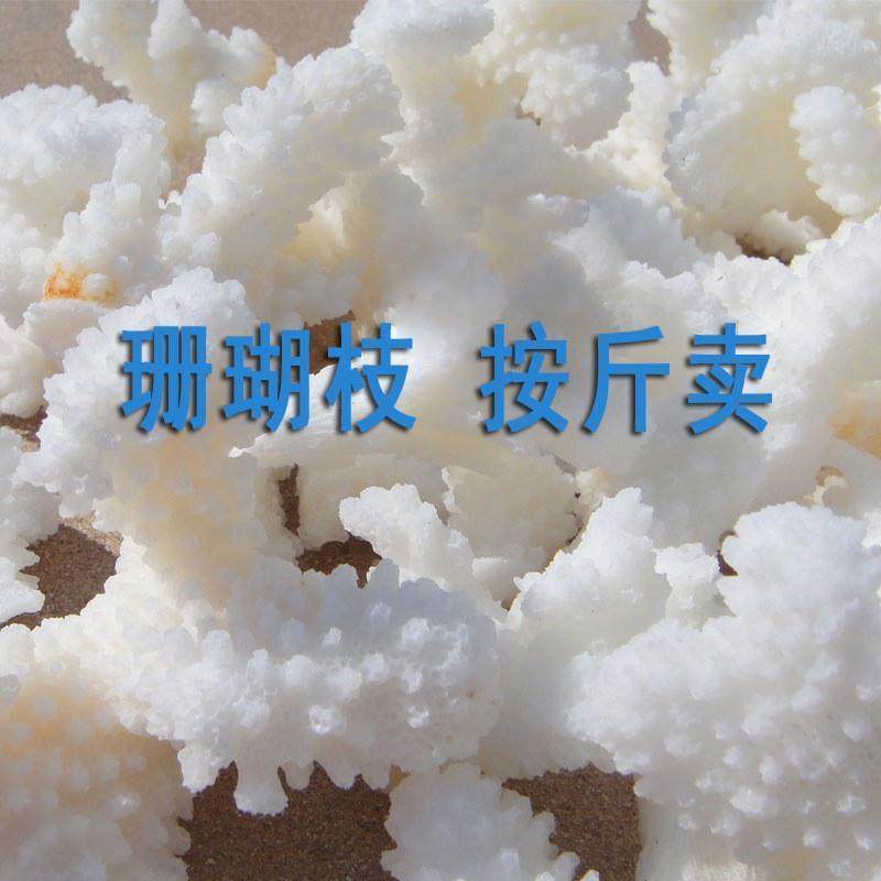珊瑚石真珊瑚碎枝鱼缸底部装饰铺底地台装饰
