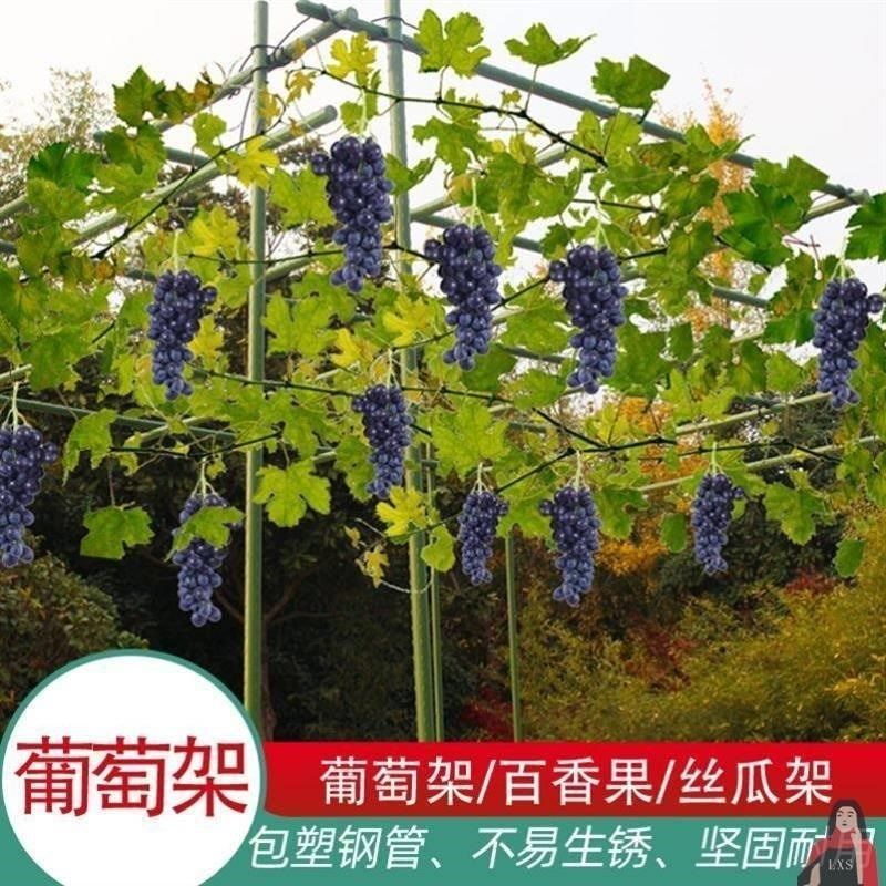 葡萄藤架户外院子 葡萄架杆 葡萄棚架 庭L葡萄架子组装 爬藤网架