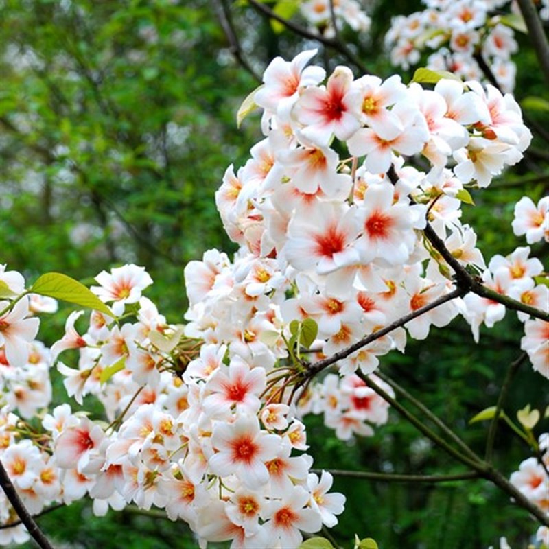 文冠花树苗多花i油桐花苗名贵庭院别墅四季绿化行道木油桐树耐寒