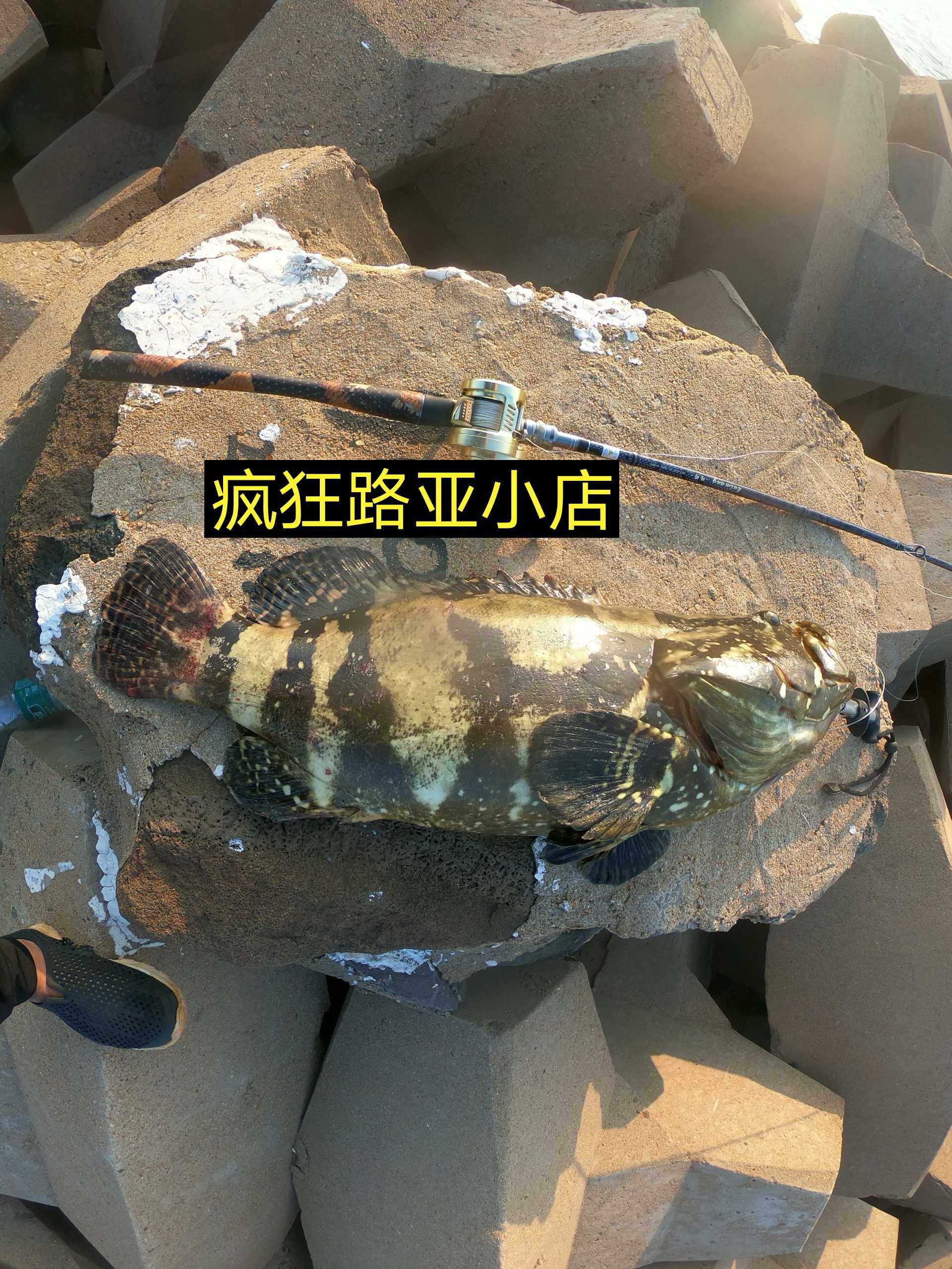 路亚石斑竿高碳枪柄雷强路亚鱼竿投竿轻强单竿路亚红油石斑H硬竿