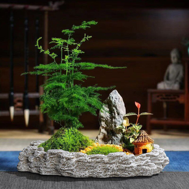 文竹绿植花卉盆栽k微景观花盆办公室桌面禅意六月雪盆景多肉拼盘